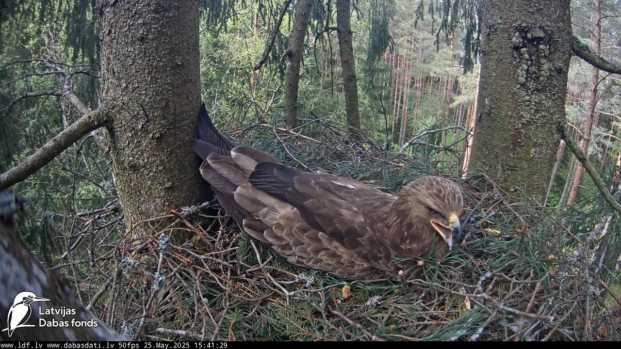 Mazais ērglis (Clanga pomarina), ligzda eglē __ Lesser spotted eagle in spruce, Zemgale, Latvia 16-4
