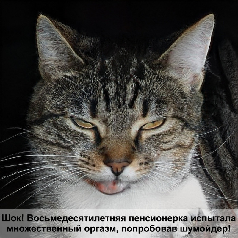 почему у кошек светятся глаза