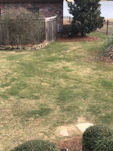 Dormant grass on sale