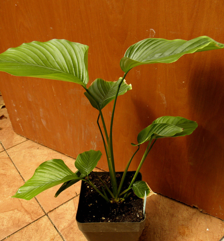 P5313763