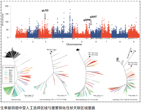 Nature Genetics发布最大规模生菜全基因组重测序研究-4.png