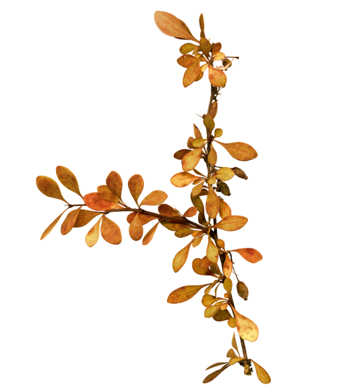 IPD_AH_Element (119)