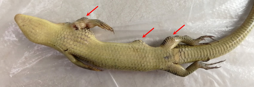 Chinese-skink-hypodermically-inoculated-with-Austwickia-chelonae-photo-time-44-days.jpg
