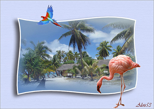 Flamingo-pap-op-tropich-eiland