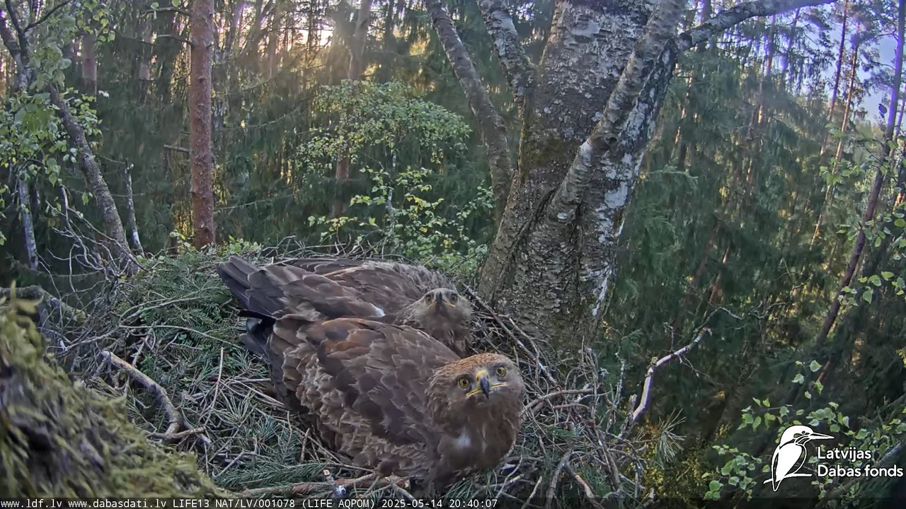 Mazais ērglis (Clanga pomarina), ligzda bērzā 18-45-12 screenshot