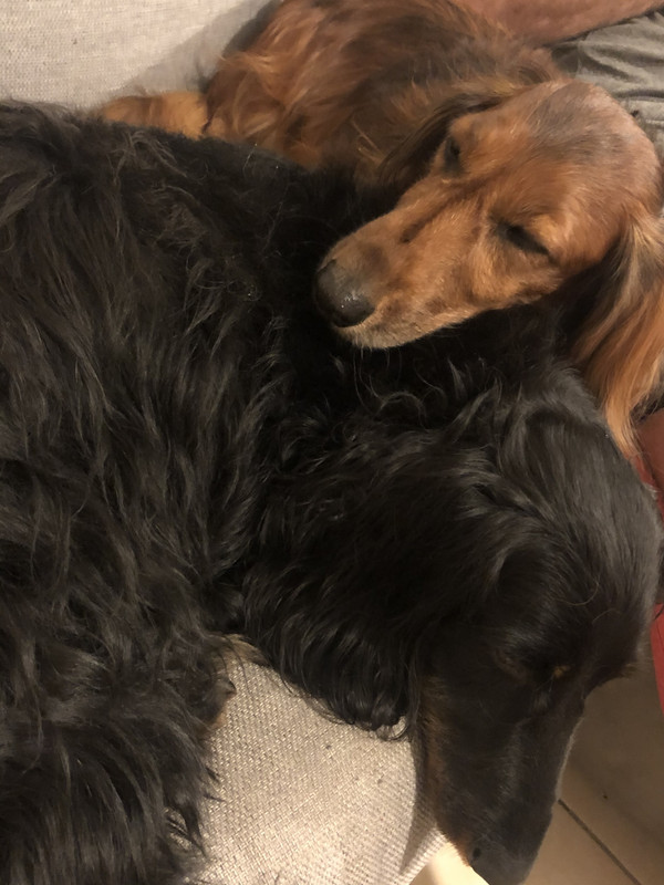 [Image: F13265-CA-925-E-44-F0-AC4-C-94820-F4-C05-A1.jpg]