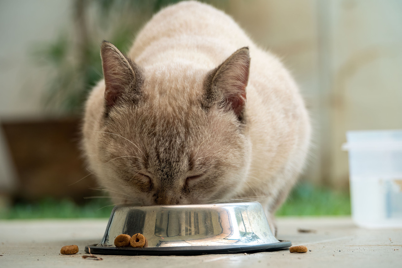 Les nouvelles alimentations médicamenteuses chez le chat : une révolution pour l’observance des traitements