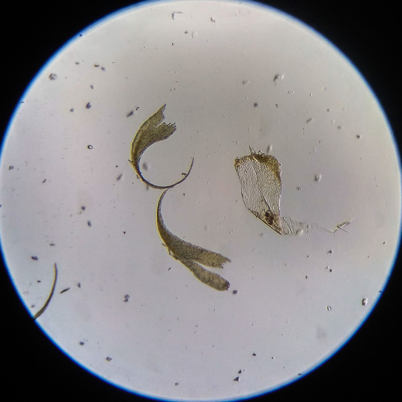 IMG 20250614 203151 HDR