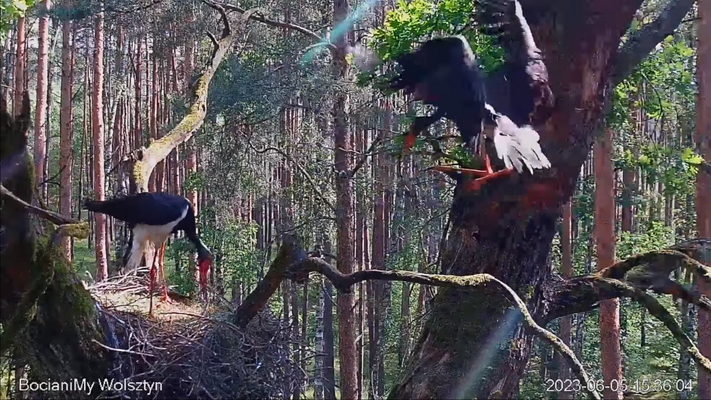 Zrzut ekranu (17276)