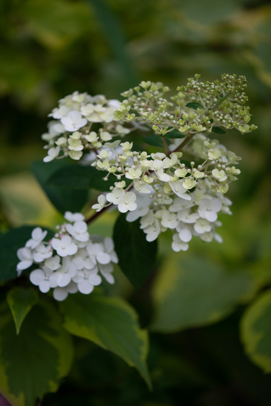 IMG-c2f2e414bfc94e63eddc12eefb0437d0-V
