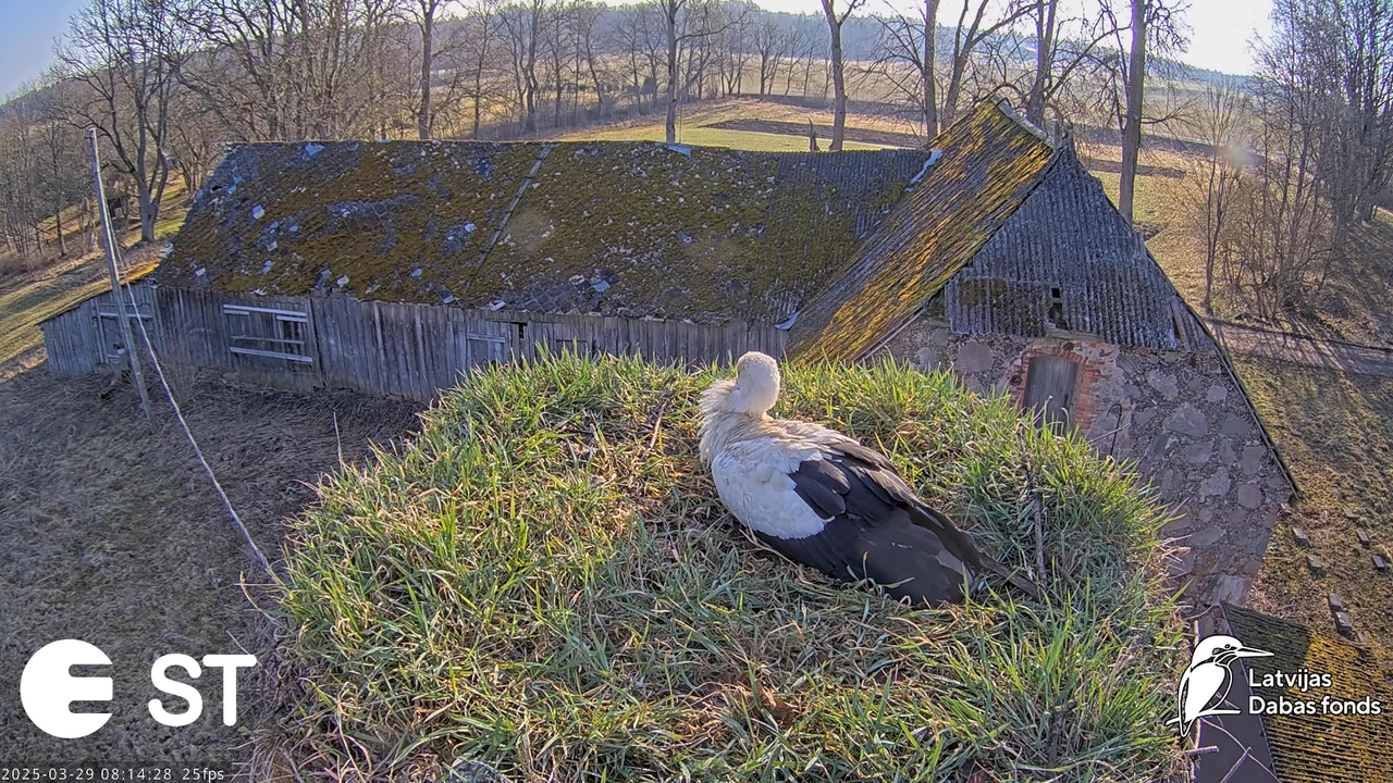 (19) Baltie stārķi (Ciconia ciconia) Tukuma novadā __ White storks in Tukums, Latvia - YouTube - 714