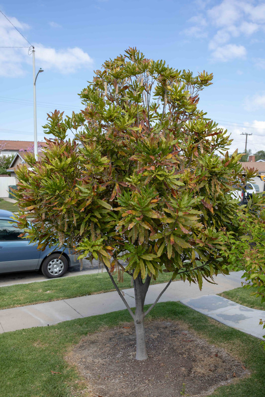 8U1A9212  Beaumont Macadamia  (4-21-2019)