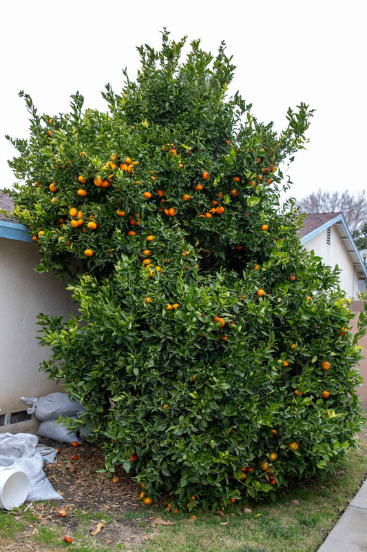 8U1A5970  Yosemite Gold Mandarin Tree with Fruit (1-3-2021)