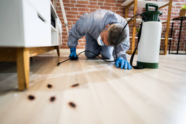 Termite control inspection