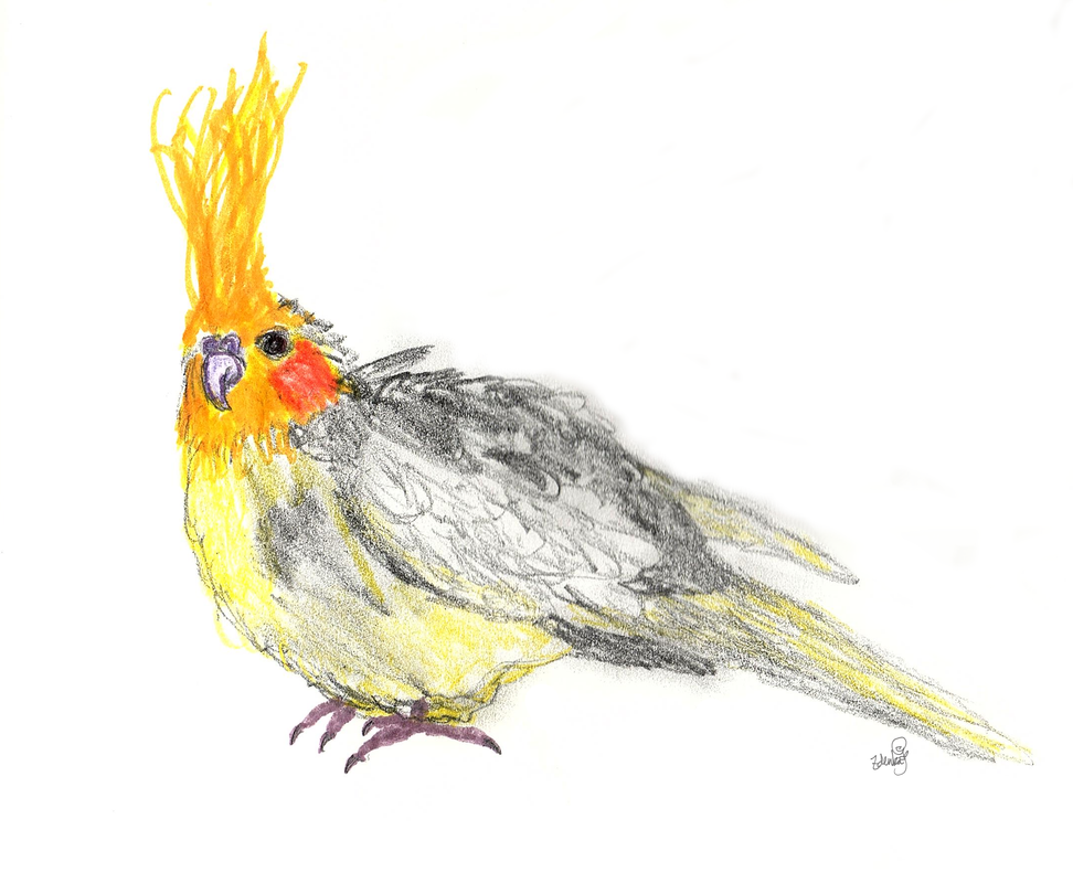 a pied yellow and grey cockatiel tilting her head to look at the viewer