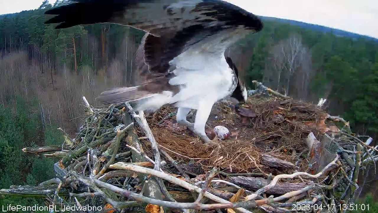 Rybołowy Online Puszcza Napiwodzko-Ramucka _ Ospreys Online in Napiwodzko-Ramucka Forest 12-32-23 sc