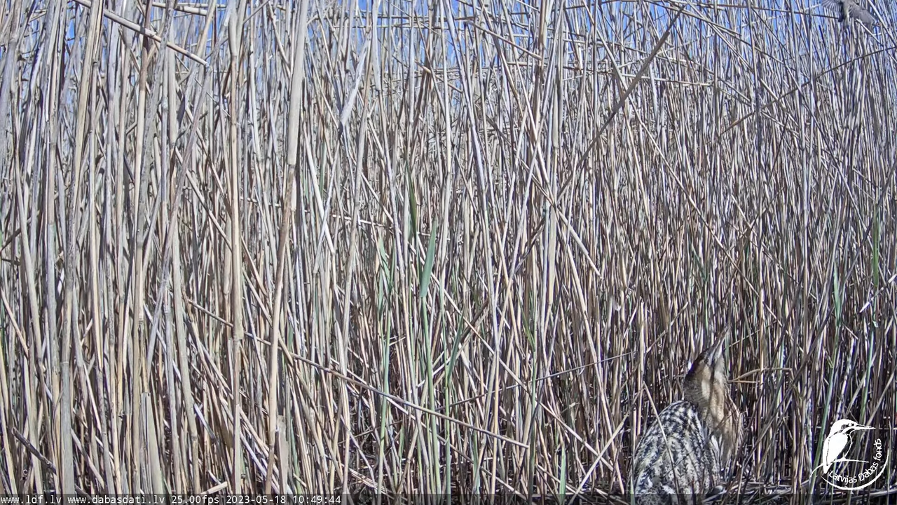 Lielais dumpis (Botaurus stellaris) Engurē - LDF tiešraide 11-50-9 screenshot (1)