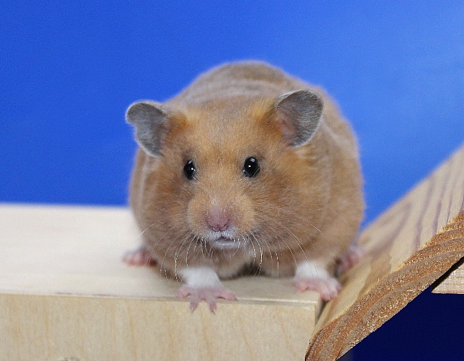 Ясень 21.04.22-06