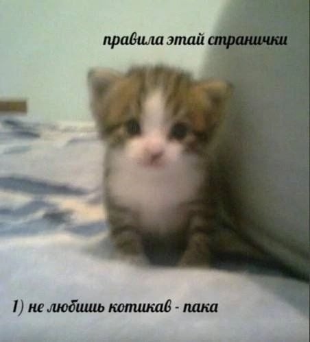 Gic-Trkb-NDis.jpg
