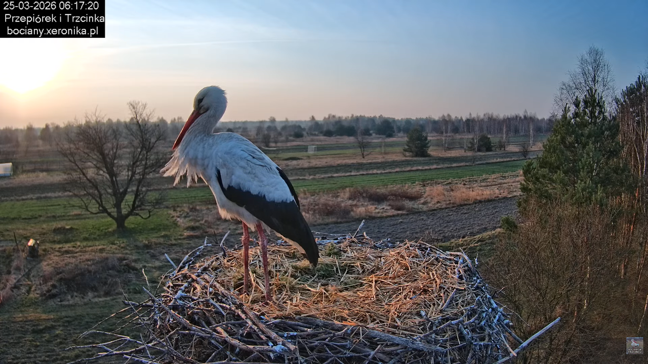 25032026bociany 7