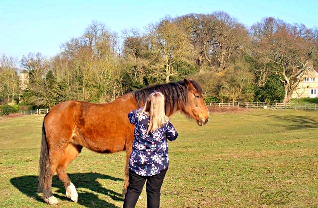 me-and-neighbours-horse-HD.jpg