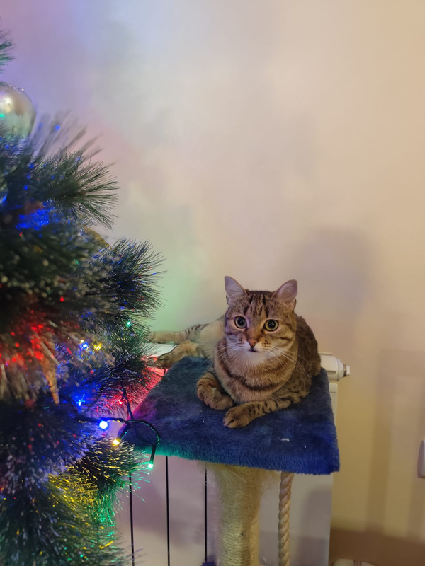 Whats App Image 2025 12 26 at 11 29 57