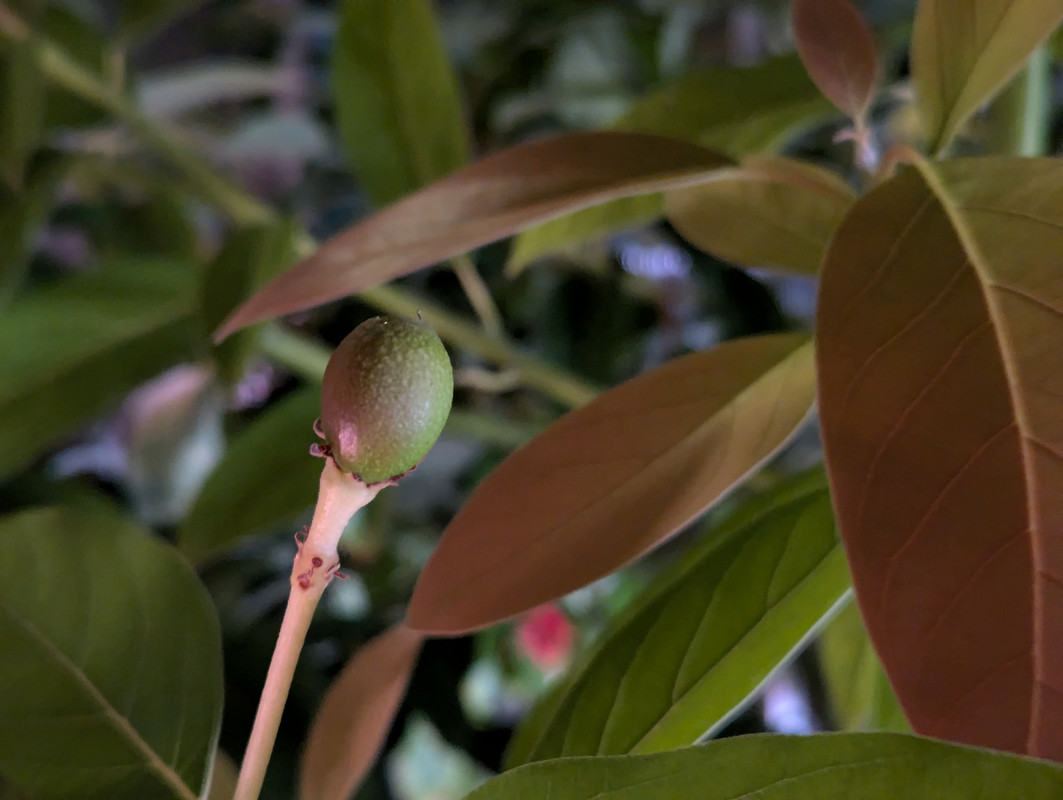 PXL_20240627_061437451