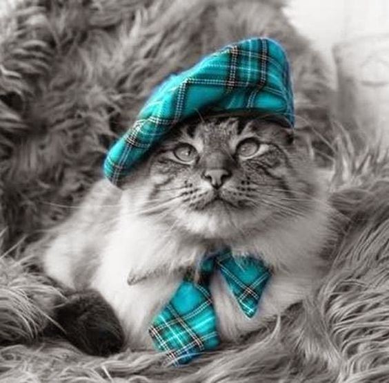turquoise-tarrtan-cat.jpg