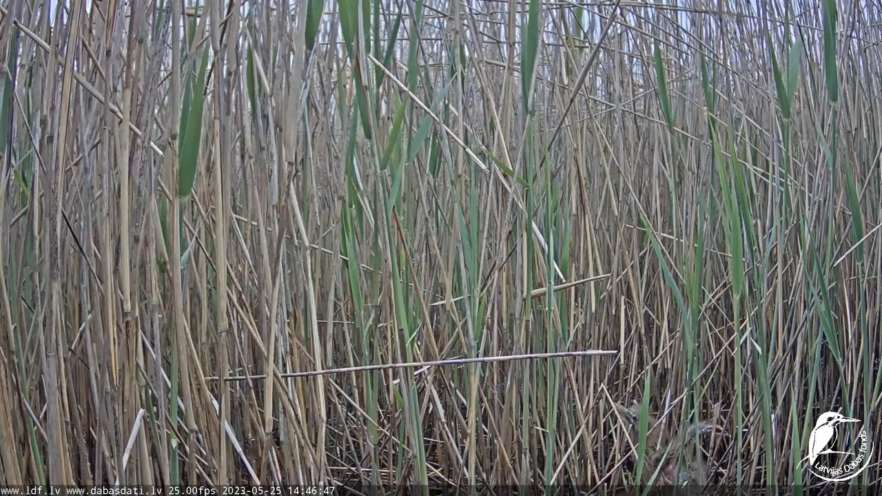Lielais dumpis (Botaurus stellaris) Engurē - LDF tiešraide 9-42-52 screenshot
