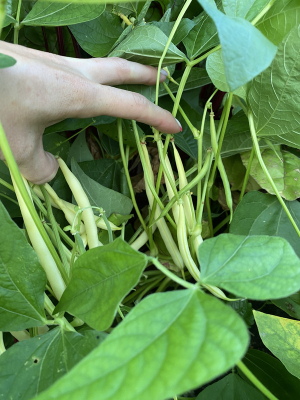 4B3BC41F-CAE3-4178-9093-BA1948134F9D