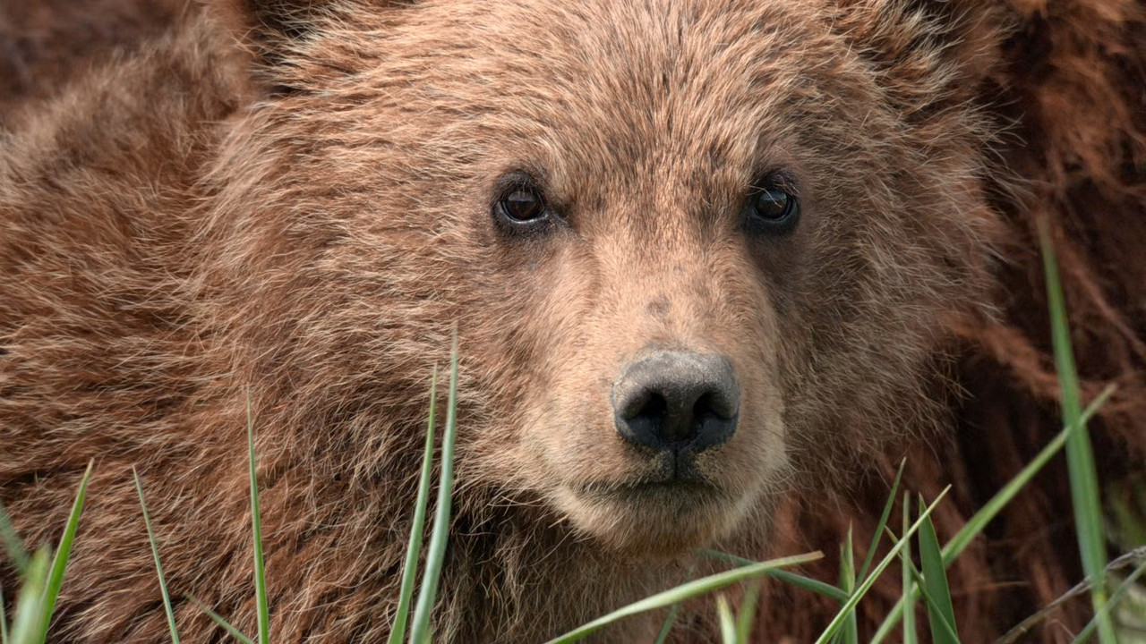 Bears (2014) (1080p BluRay x265 Silence)-6