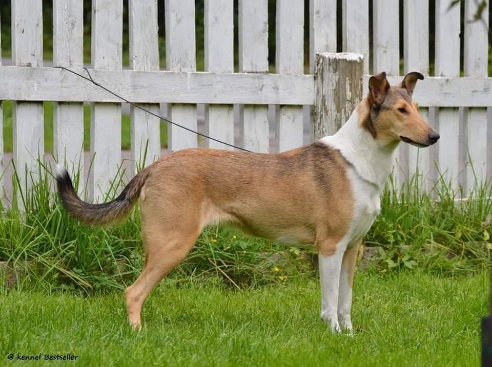 Sileäkarvainen collie, Sandcastle's Memory Lane