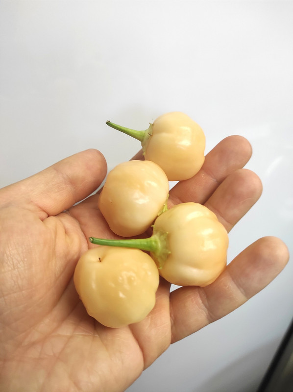 548021013_24558640330421668_2307418093862174066_n