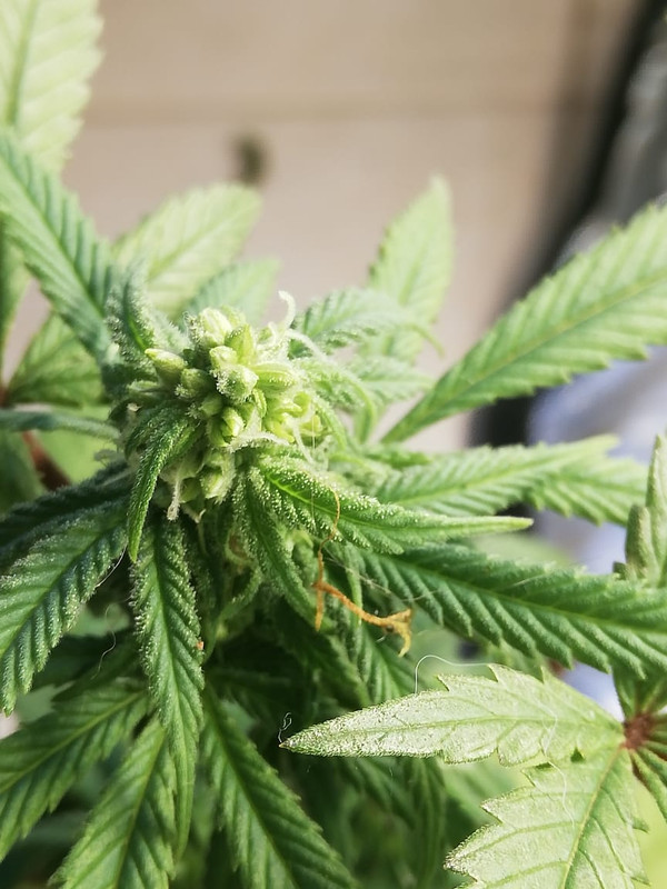 WhatsApp Image 2020-07-07 at 8.06.33 AM (3)