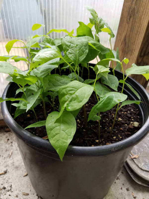 pawpaw seedlings