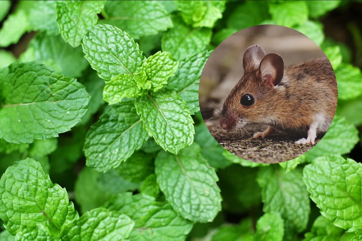 Cómo utilizar la menta para ahuyentar a los ratones en la cocina