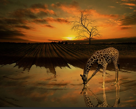 giraffe.png
