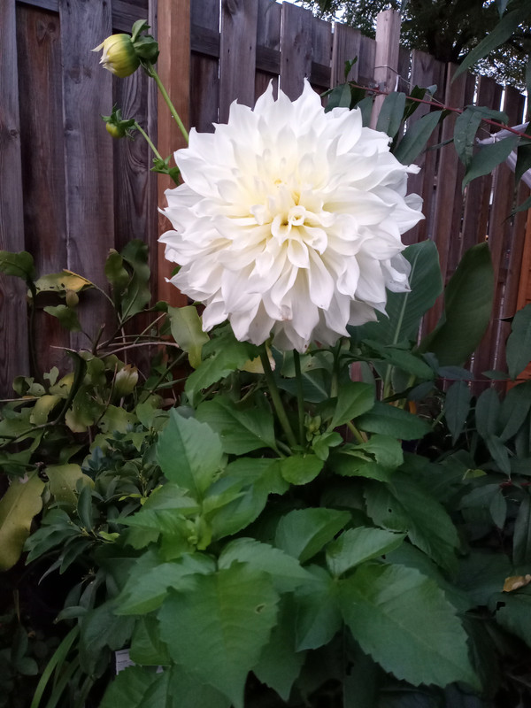 [Image: 20201011-185912.jpg]