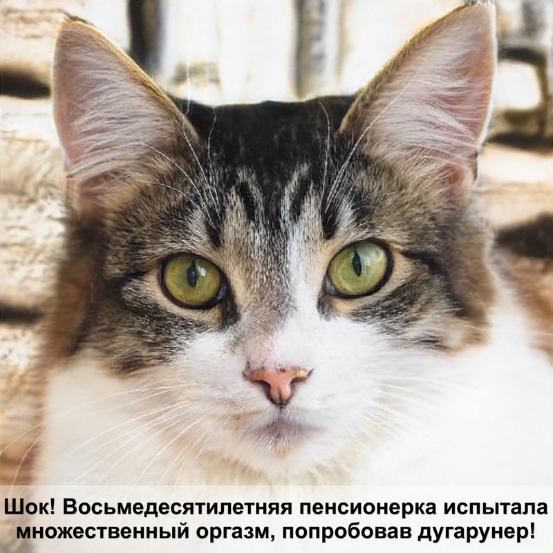 окрасы кошек шотландок