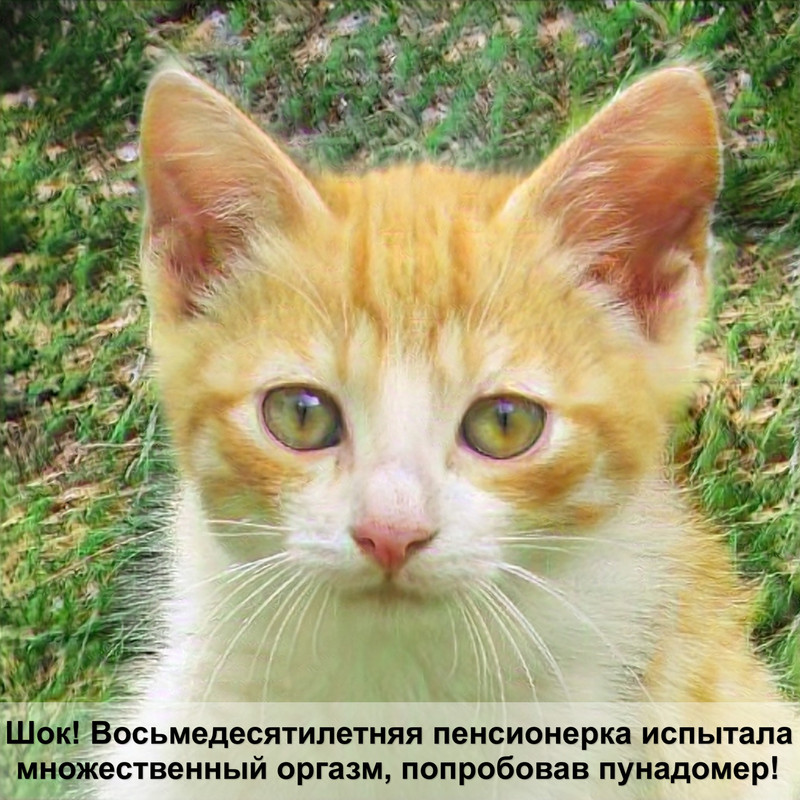 лоток для приучения кошек к унитазу