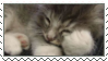 sleepy kitty