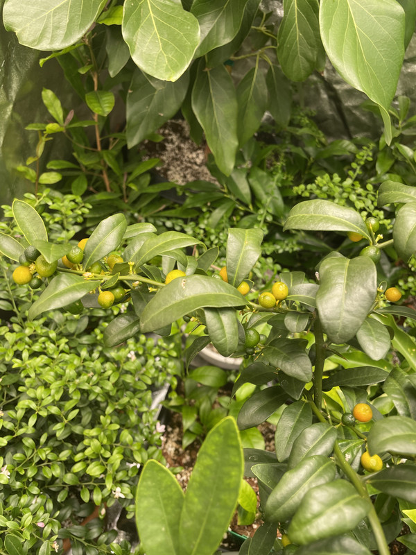 95CF0822-97FB-4F14-9627-23D35B6990D9