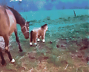 33.gif