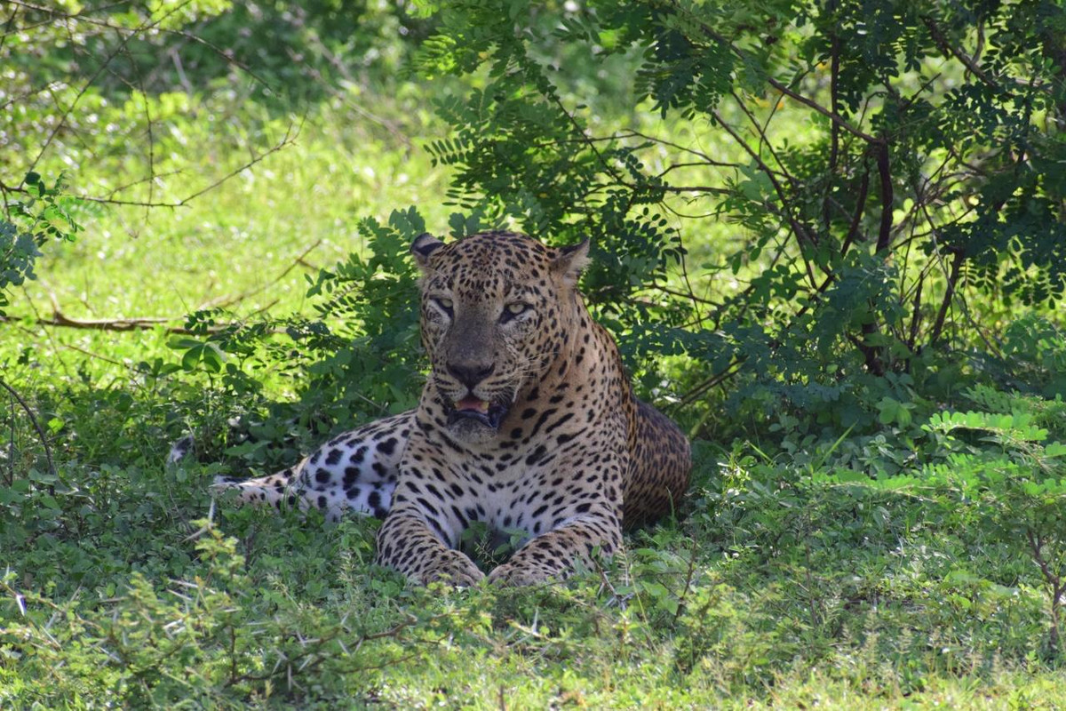 Yala national park
