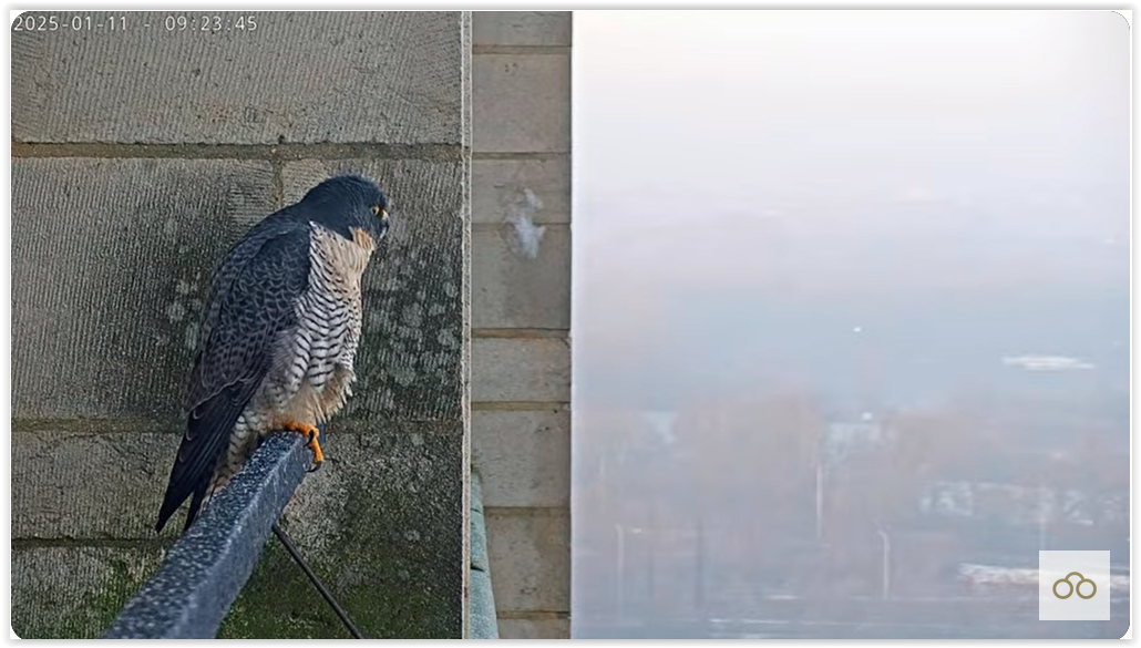 Screen Shot 01-11-25 at 09.24 AM 001