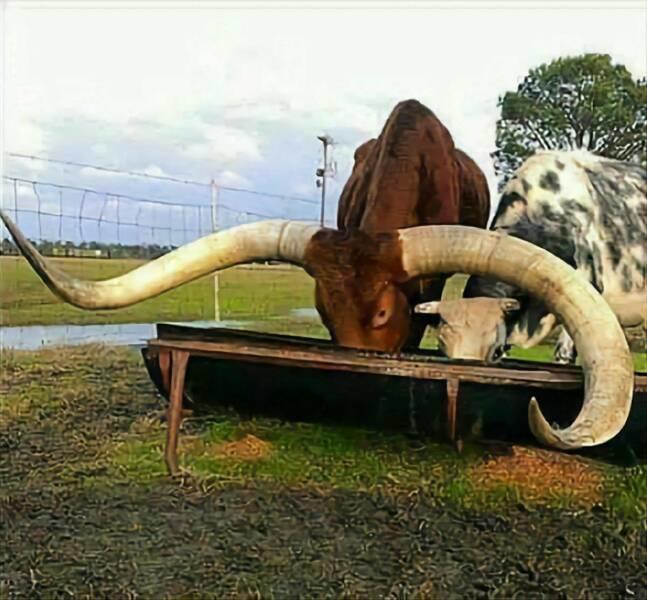 lookatmyhorn-0.jpg