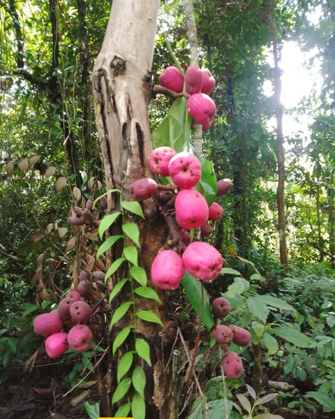 481011026_1916309042235064_9099741926067492253_n(1)