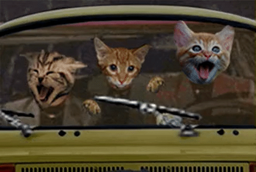 What-Is-Love-Cats.gif