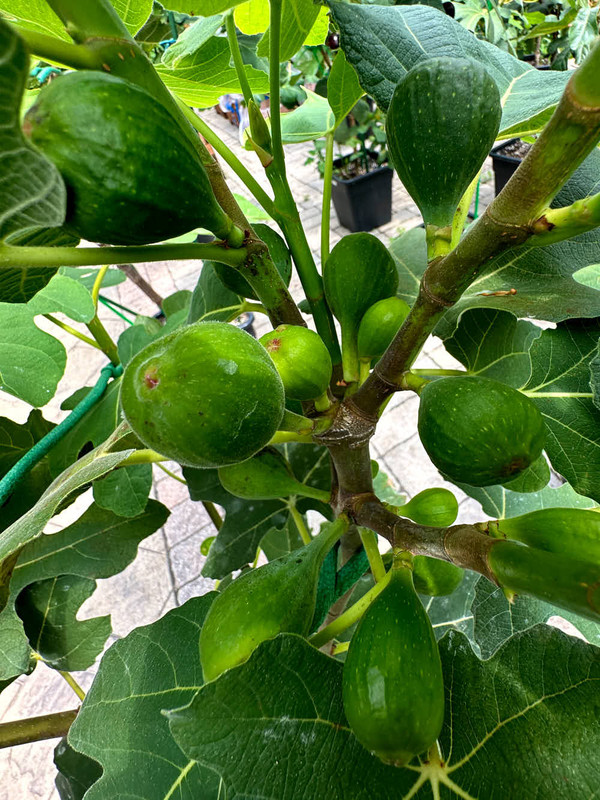 figs-741.jpg