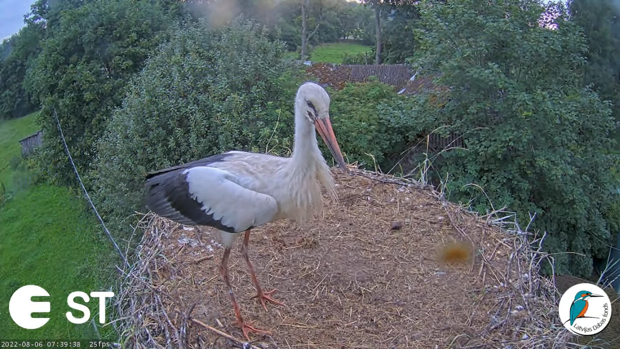 Baltie stārķi (Ciconia ciconia) Tukuma novadā - LDF tiešraide __ White storks in Tukums, Latvia 9-35